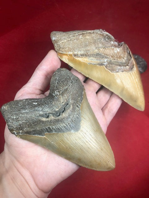 Megalodon Zähne eines ausgewachsenen Exemplares