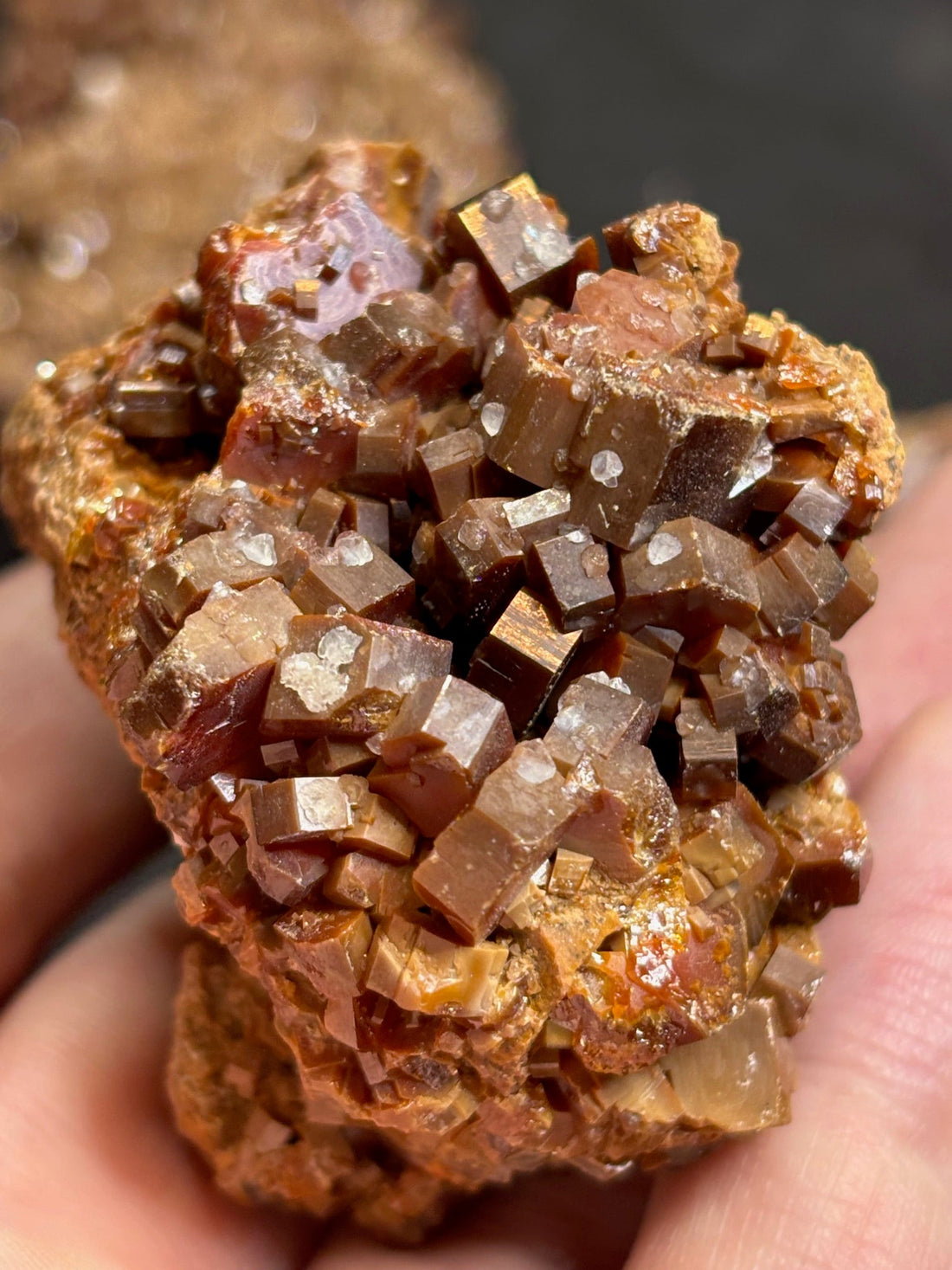 Heinrich Cornelius Agrippa von Nettesheim (1486–1535): Biografie & die Kraft der Naturstoffe