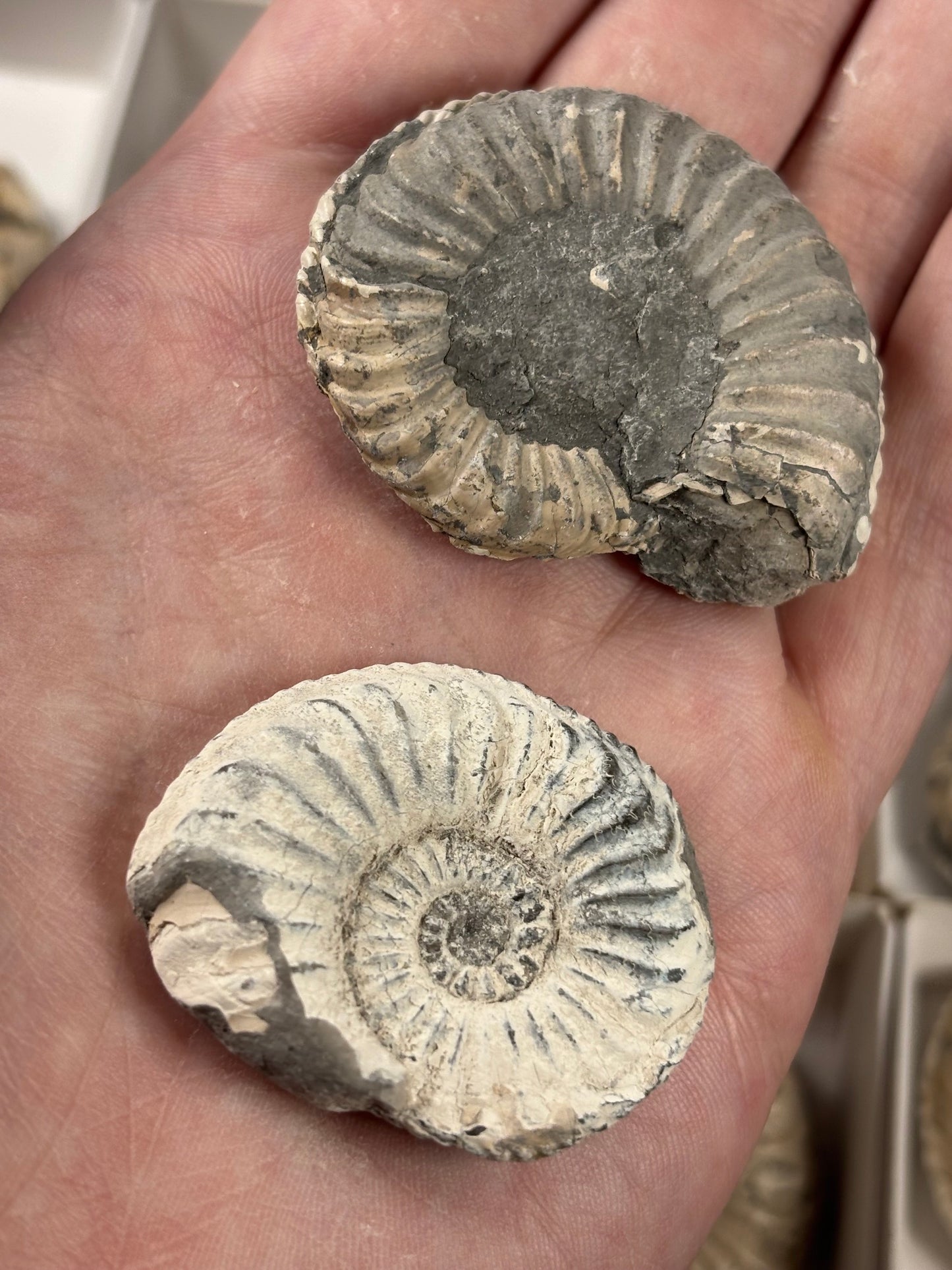 Amaltheus Ammonit ca. 40-50mm – Buttenheim