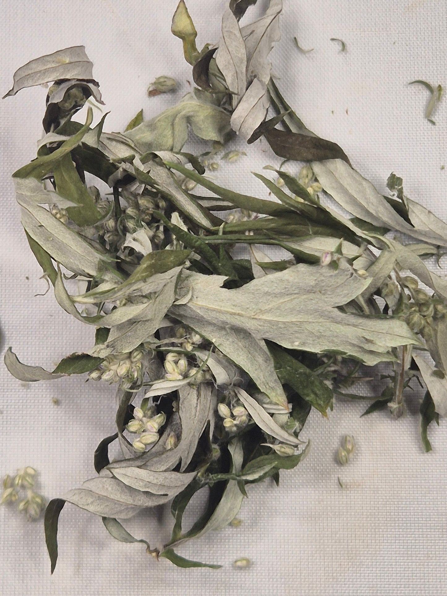 Beifuß getrocknet & geschnitten, Österreich, Räuchern, Kochen, Artemisia vulgaris