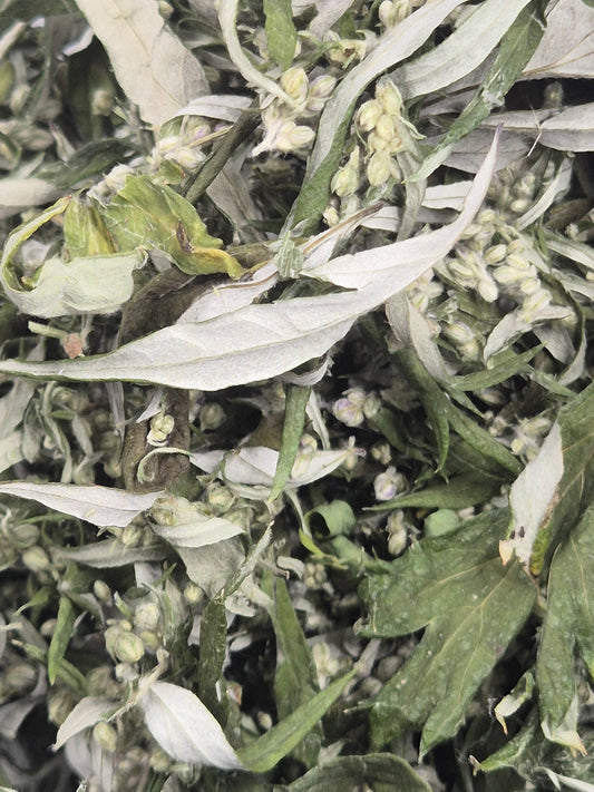 Beifuß getrocknet & geschnitten, Österreich, Räuchern, Kochen, Artemisia vulgaris