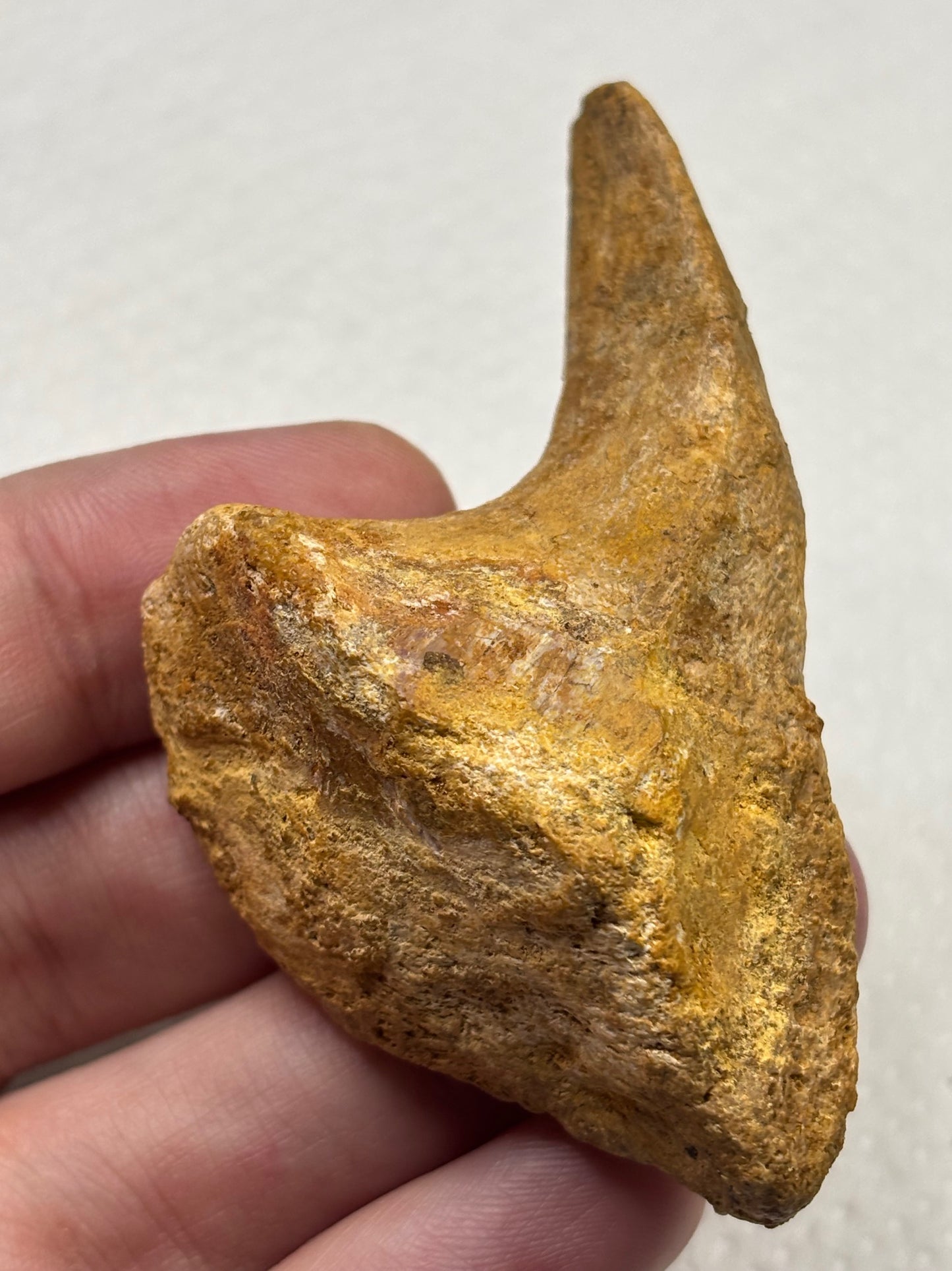 Carcharodontosaurier Handkralle groß ca. 7cm, mit Zertifikat!, naturbelassen Museum, afrikanischer T. Rex Kem Kem Marokko
