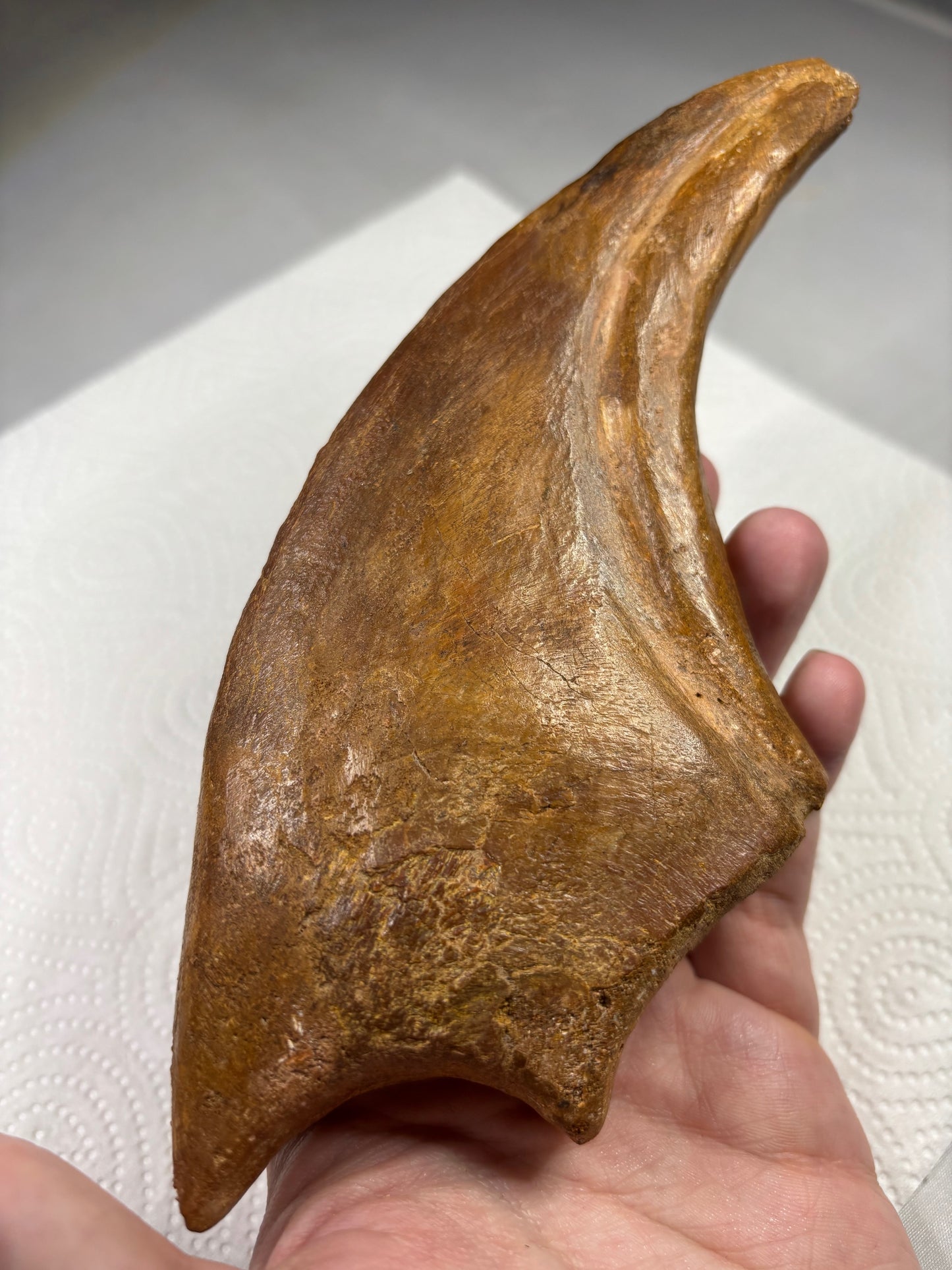 Carcharodontosaurier Kralle XXL ca. 19cm, mit Zertifikat!, naturbelassen Museum, afrikanischer T. Rex Kem Kem Marokko