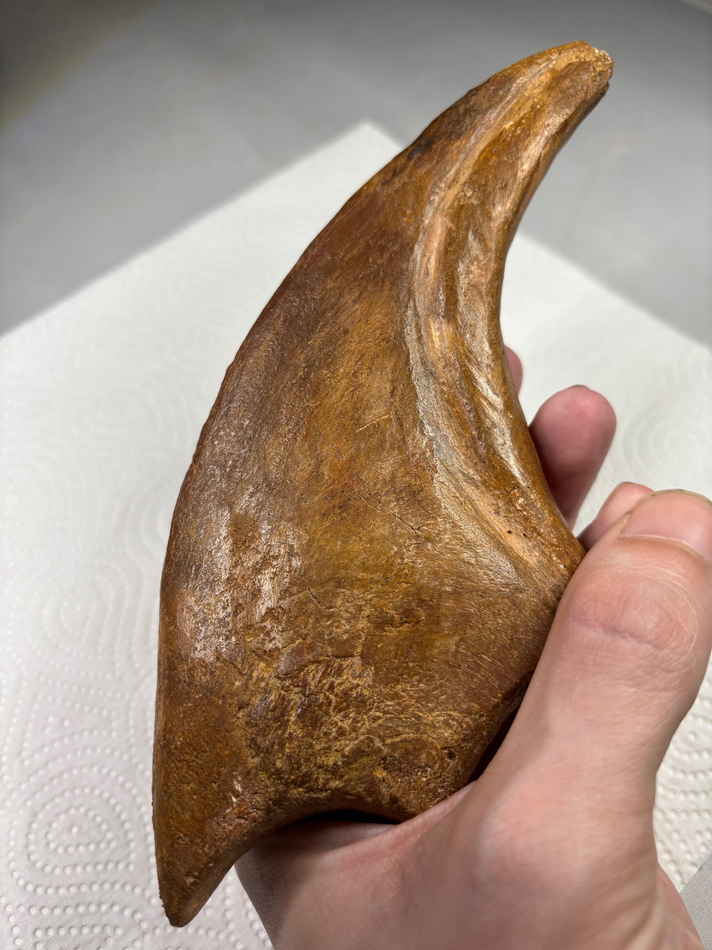 Carcharodontosaurier Kralle XXL ca. 19cm, mit Zertifikat!, naturbelassen Museum, afrikanischer T. Rex Kem Kem Marokko