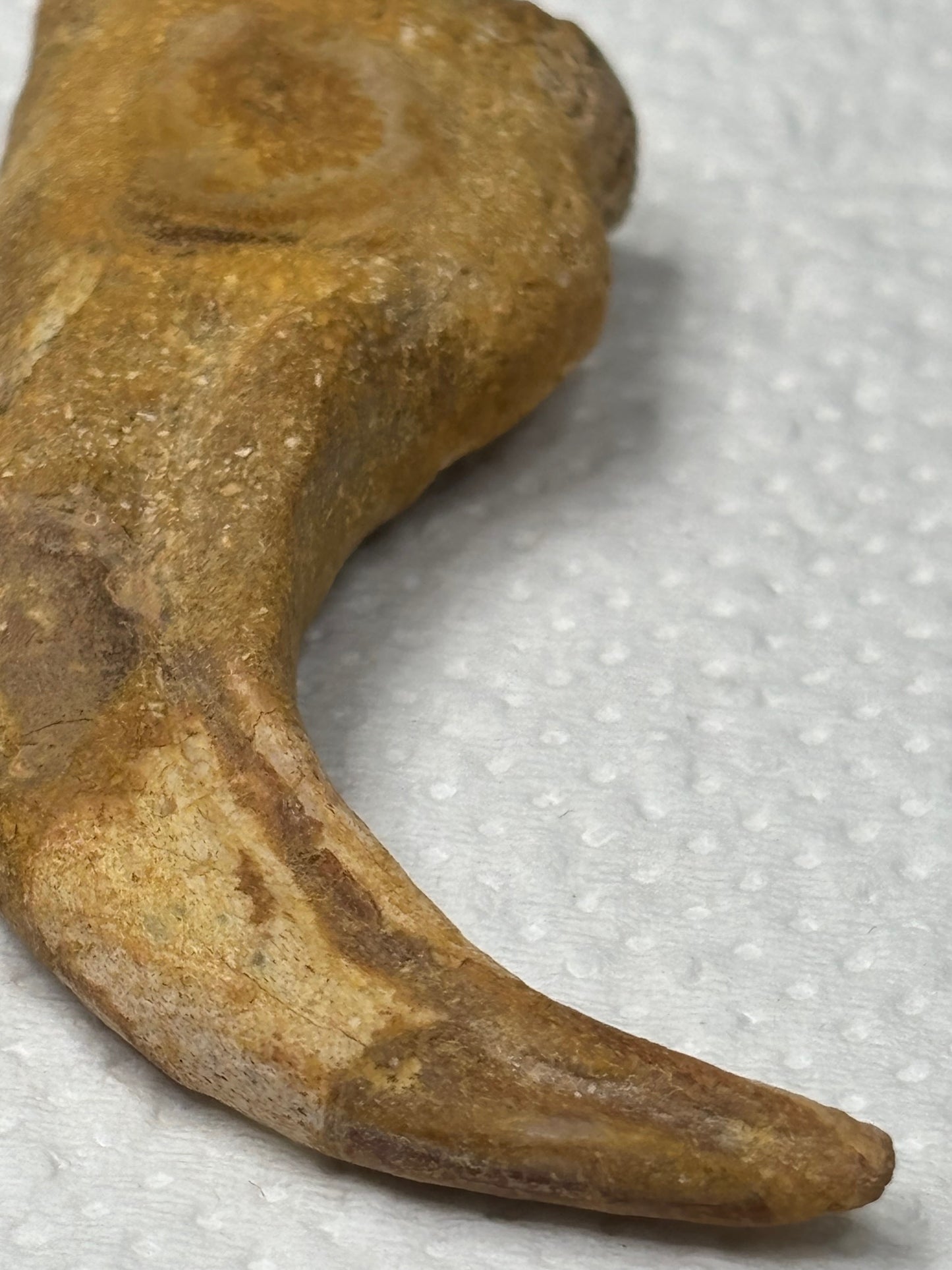 Carcharodontosaurier Kralle groß ca. 7cm, mit Zertifikat!, naturbelassen Museum, afrikanischer T. Rex Theropoden Kem Kem Marokko