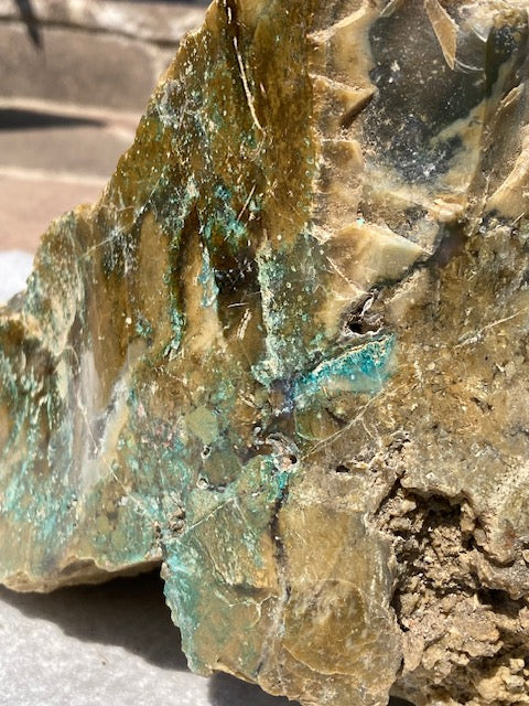 Versteinertes Holz opalisiert XL mit Chrysokoll, beidseitig auf Hochglanz poliert, beste Qualität (Rarität) Chalcedon Holzopal Opalholz