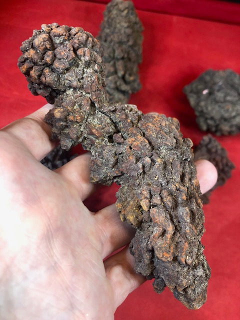 Koprolith Rohsteine, Dinosaurier Exkremte, Coprolite Fossile Kotsteine Scherzgeschenk
