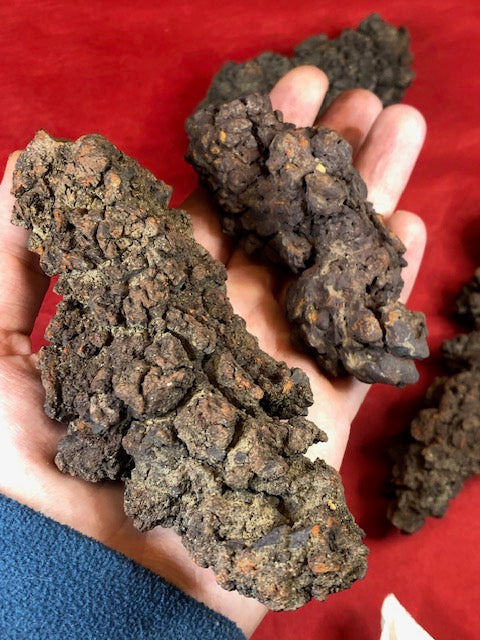Koprolith Rohsteine, Dinosaurier Exkremte, Coprolite Fossile Kotsteine Scherzgeschenk