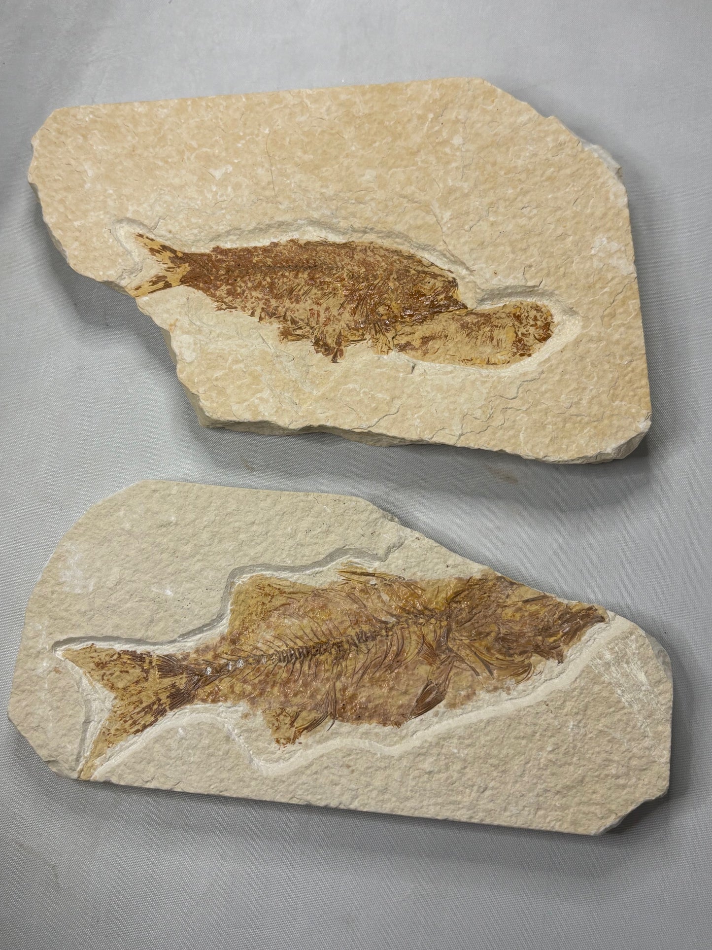 Versteinerte Fische in Matrix, beste Qualität Wyoming USA, Knightia eocaena Hering, Garnelen wie Bechleja rostrata oder Carpopenaeus