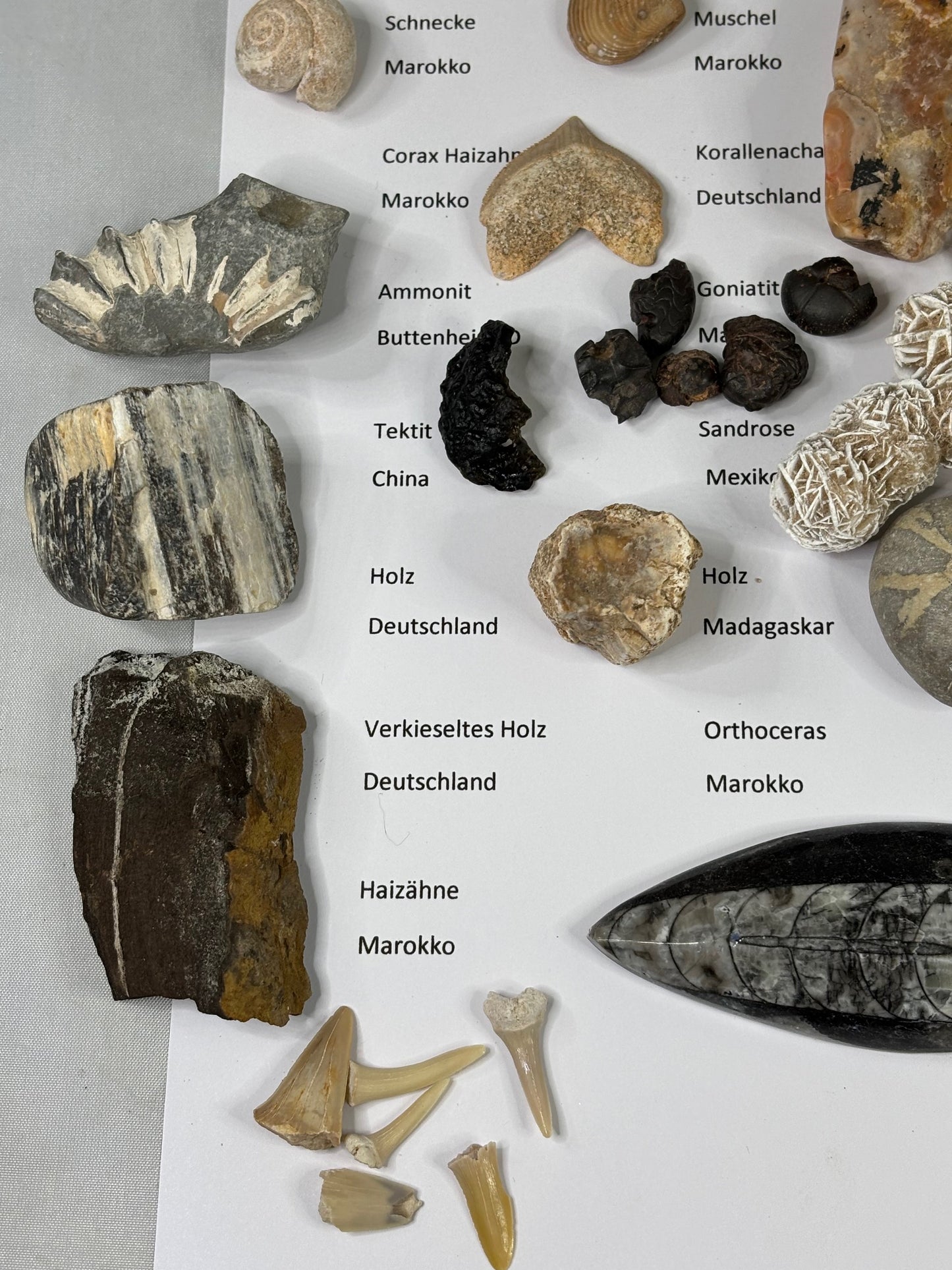 Fossilien Sammlung mit 25 Stück (Adventkalender)