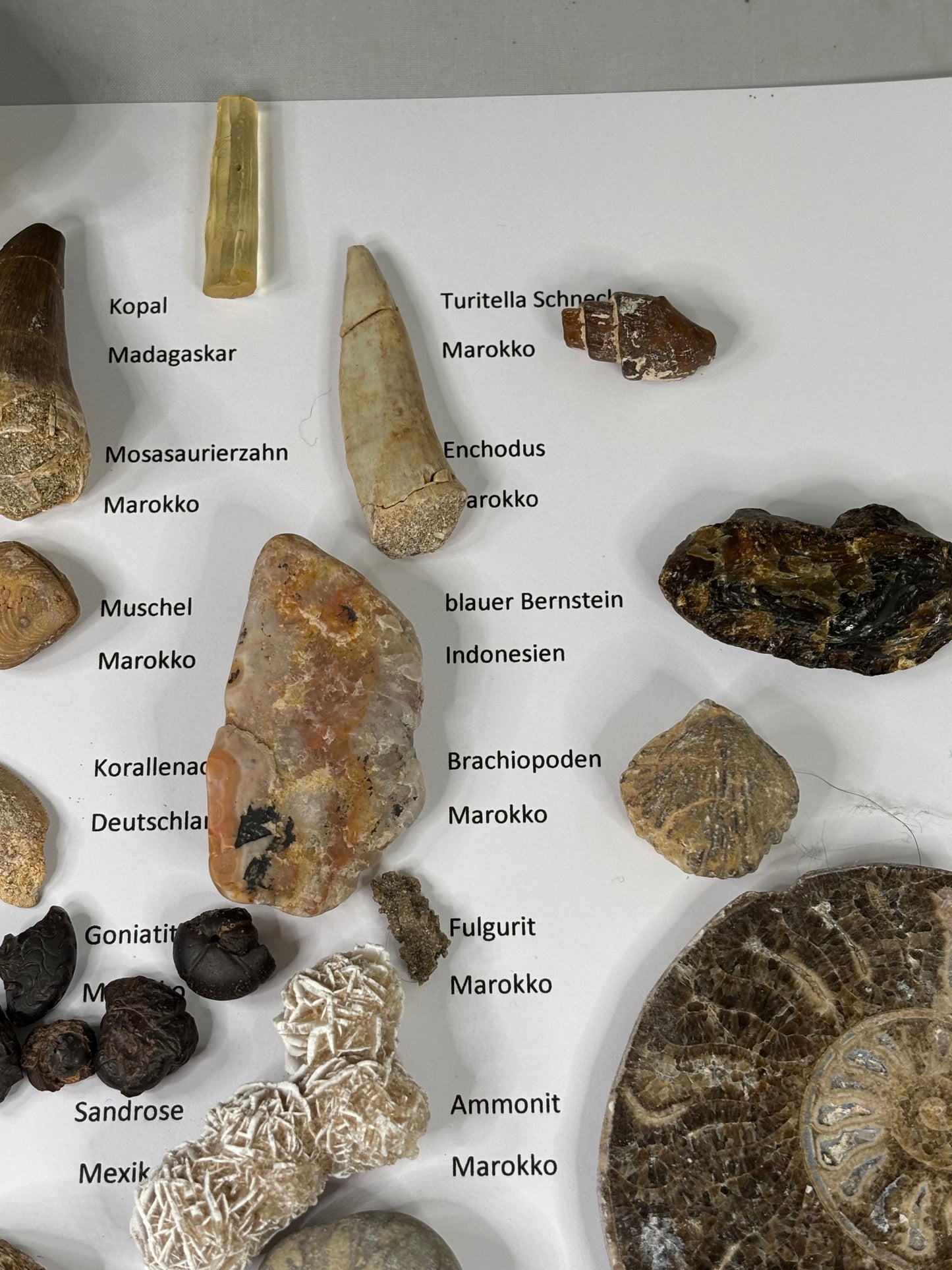 Fossilien Sammlung mit 25 Stück (Adventkalender)
