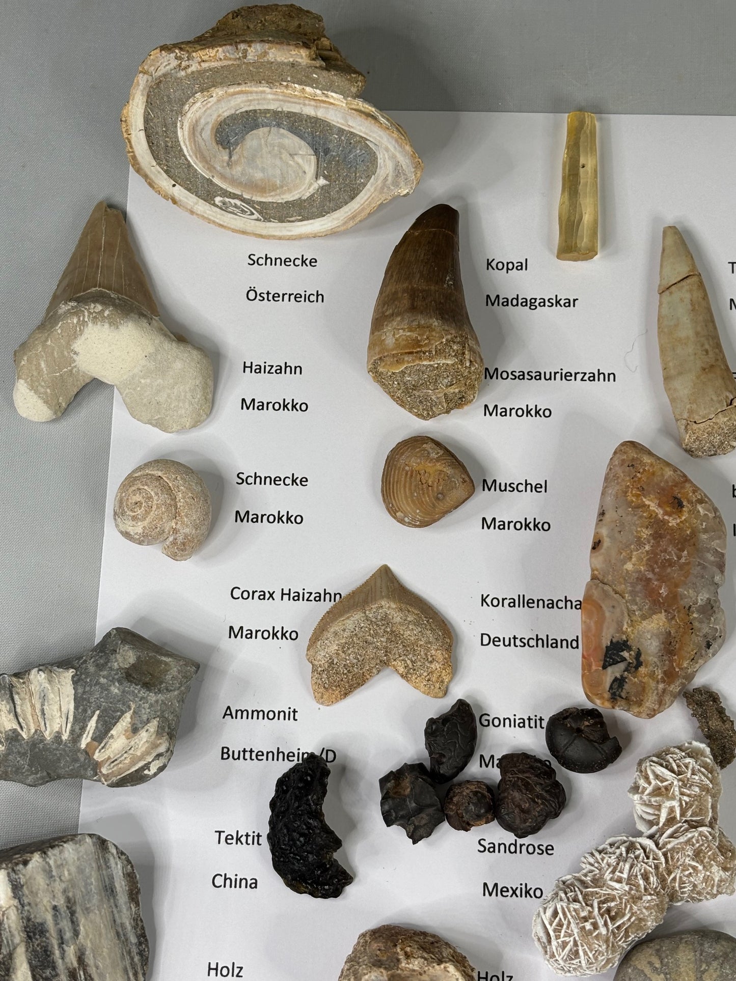 Fossilien Sammlung mit 25 Stück (Adventkalender)