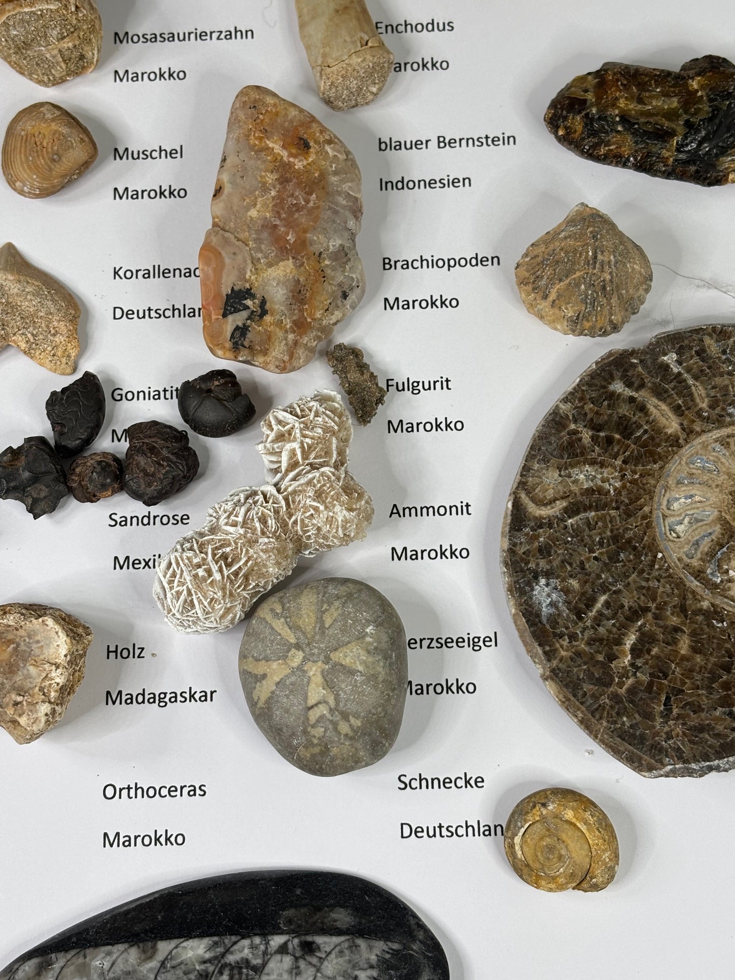 Fossilien Sammlung mit 25 Stück (Adventkalender)