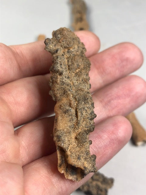 Fulgurit Naturglas – Echte Blitzröhre aus der Sahara-Wüste