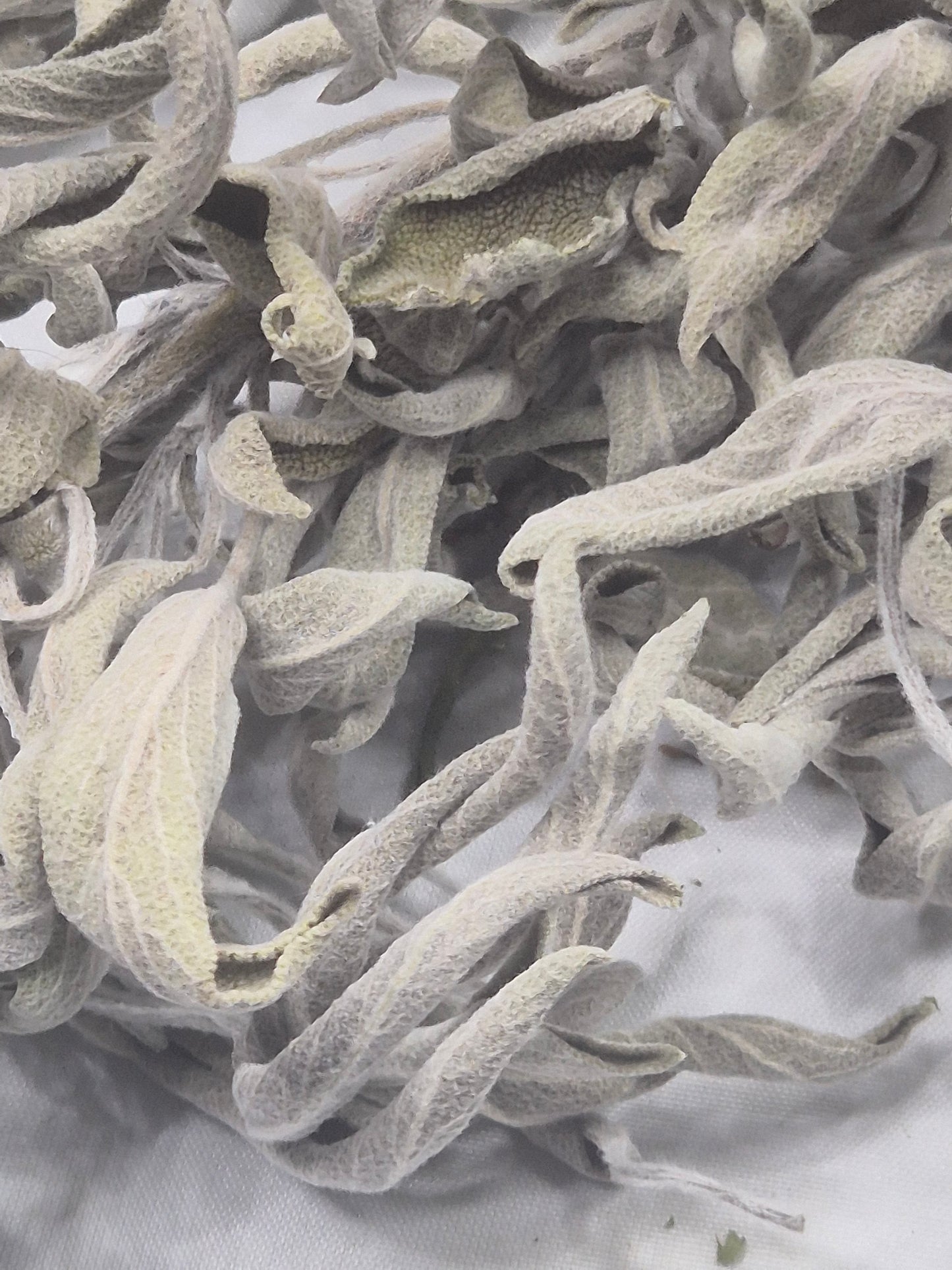 Salbei getrocknet zum Räuchern naturbelassen aus Österreich, Salvia officinalis