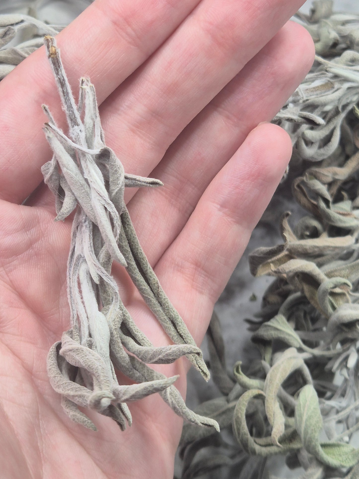 Salbei getrocknet zum Räuchern naturbelassen aus Österreich, Salvia officinalis