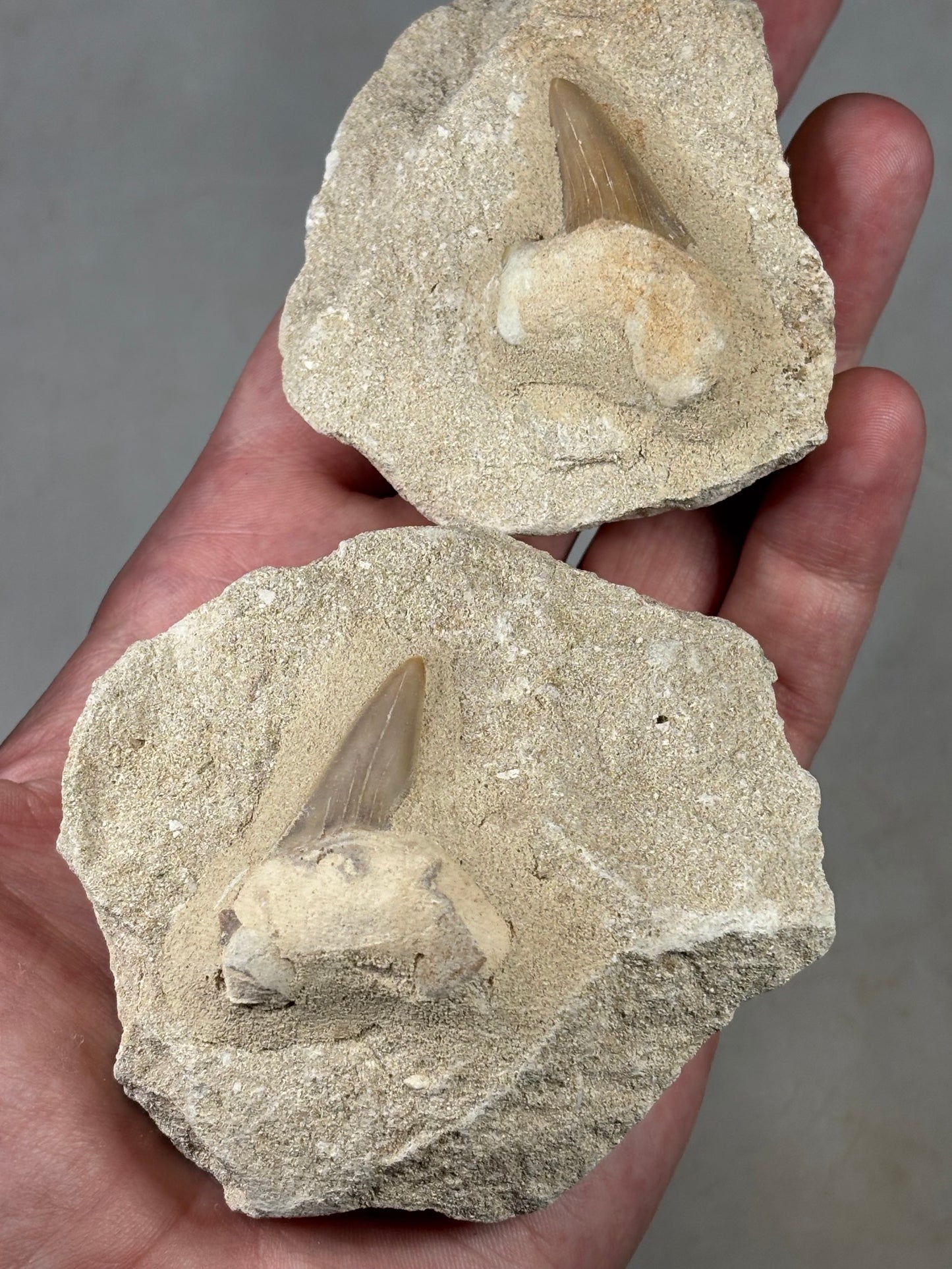 Fossiler Haizahn in Matrix – Echter Urzeit-Zahn aus Marokko Gattung: Otodus Obliquus (Schreckenshai)