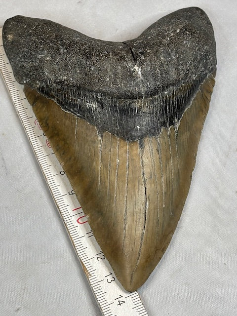 Megalodon Zahn XXL ca. 14cm, in bester Qualität & völlig naturbelassen, Otudus Megalodon, Carcharocles Megalodon, Carcharodon