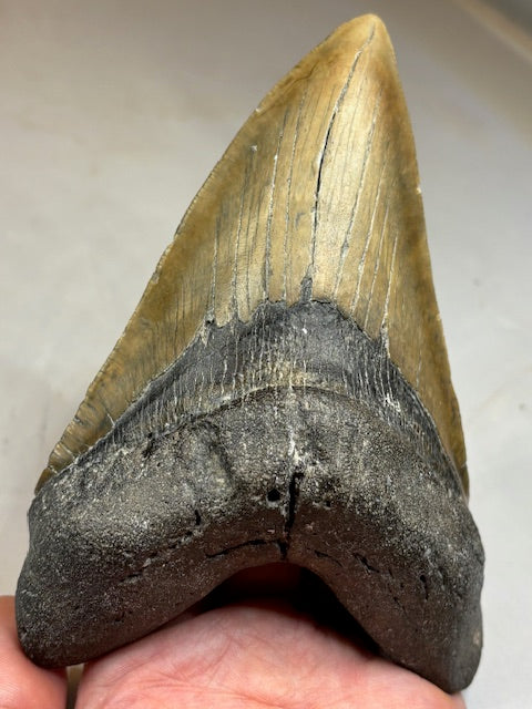 Megalodon Zahn XXL ca. 14cm, in bester Qualität & völlig naturbelassen, Otudus Megalodon, Carcharocles Megalodon, Carcharodon