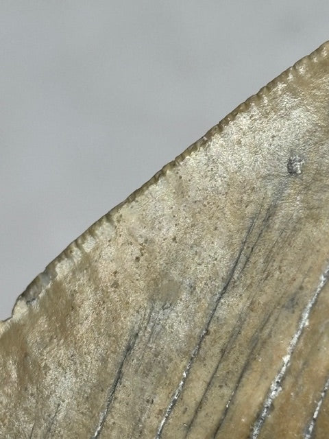 Megalodon Zahn XXL ca. 14cm, in bester Qualität & völlig naturbelassen, Otudus Megalodon, Carcharocles Megalodon, Carcharodon