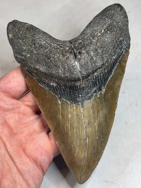 Megalodon Zahn XXL ca. 14cm, in bester Qualität & völlig naturbelassen, Otudus Megalodon, Carcharocles Megalodon, Carcharodon