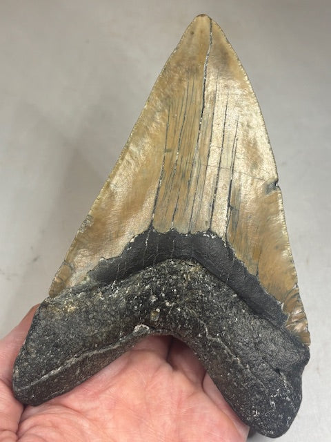Megalodon Zahn XXL ca. 14cm, in bester Qualität & völlig naturbelassen, Otudus Megalodon, Carcharocles Megalodon, Carcharodon
