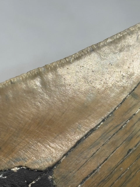 Megalodon Zahn XXL ca. 14cm, in bester Qualität & völlig naturbelassen, Otudus Megalodon, Carcharocles Megalodon, Carcharodon