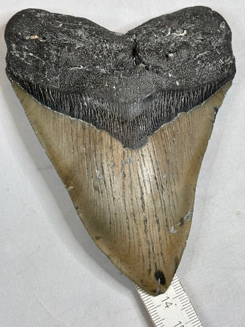 Megalodon Zahn XXL ca. 13,5cm, in bester Qualität & völlig naturbelassen, Otudus Megalodon, Carcharocles Megalodon, Carcharodon