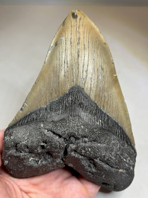 Megalodon Zahn XXL ca. 13,5cm, in bester Qualität & völlig naturbelassen, Otudus Megalodon, Carcharocles Megalodon, Carcharodon