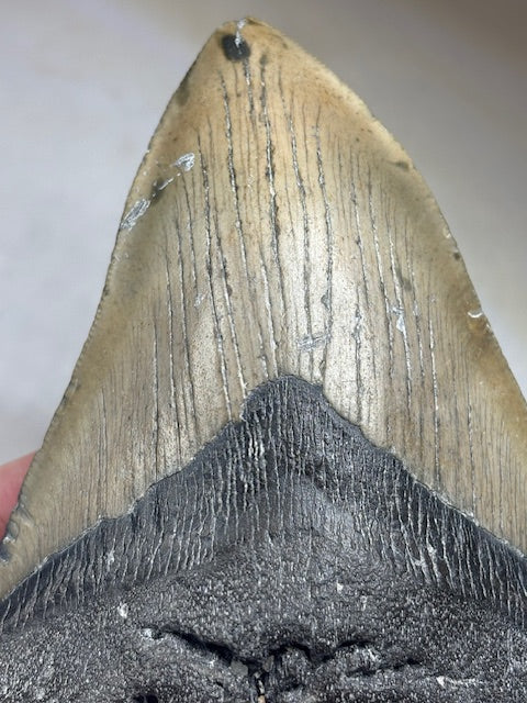 Megalodon Zahn XXL ca. 13,5cm, in bester Qualität & völlig naturbelassen, Otudus Megalodon, Carcharocles Megalodon, Carcharodon