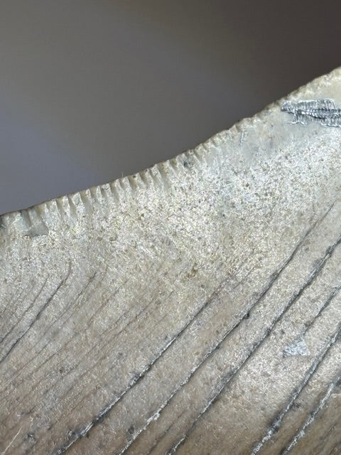 Megalodon Zahn XXL ca. 13,5cm, in bester Qualität & völlig naturbelassen, Otudus Megalodon, Carcharocles Megalodon, Carcharodon