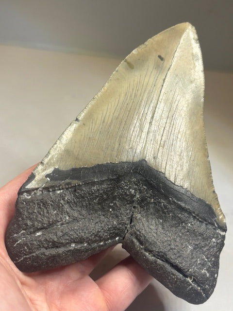 Megalodon Zahn XXL ca. 13,5cm, in bester Qualität & völlig naturbelassen, Otudus Megalodon, Carcharocles Megalodon, Carcharodon