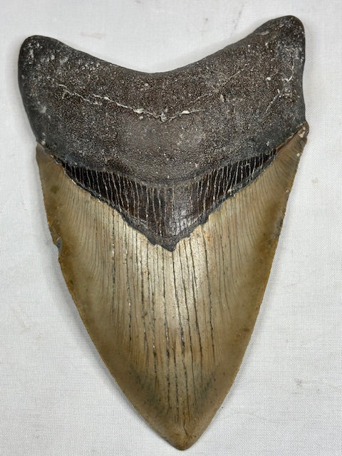 Megalodon Zahn XXL ca. 13cm, in bester Qualität & völlig naturbelassen, Otudus Megalodon, Carcharocles Megalodon, Carcharodon