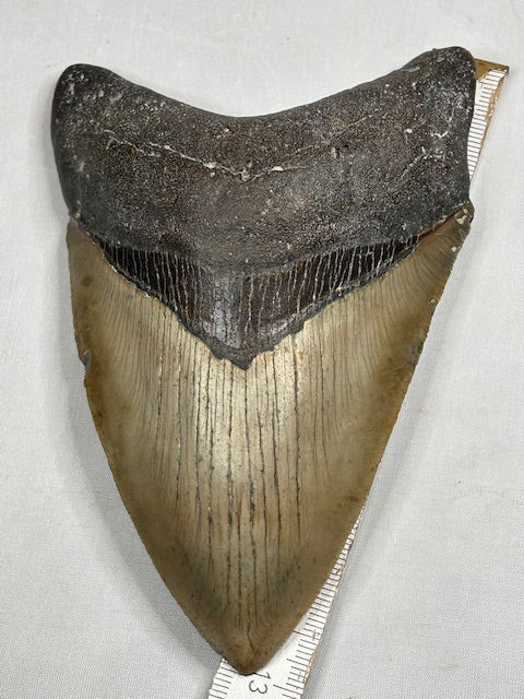 Megalodon Zahn XXL ca. 13cm, in bester Qualität & völlig naturbelassen, Otudus Megalodon, Carcharocles Megalodon, Carcharodon