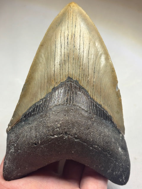 Megalodon Zahn XXL ca. 13cm, in bester Qualität & völlig naturbelassen, Otudus Megalodon, Carcharocles Megalodon, Carcharodon