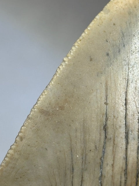 Megalodon Zahn XXL ca. 13cm, in bester Qualität & völlig naturbelassen, Otudus Megalodon, Carcharocles Megalodon, Carcharodon