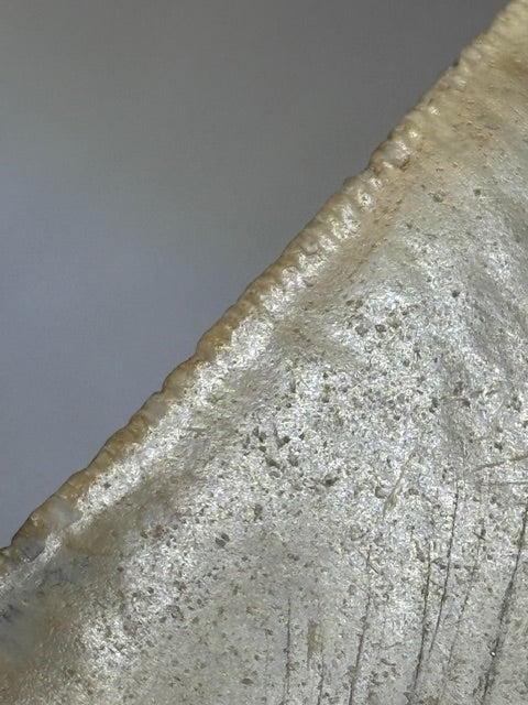 Megalodon Zahn XXL ca. 13cm, in bester Qualität & völlig naturbelassen, Otudus Megalodon, Carcharocles Megalodon, Carcharodon