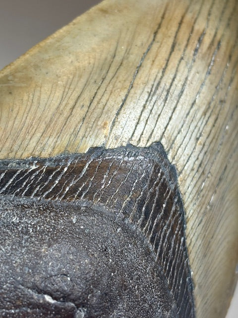 Megalodon Zahn XXL ca. 13cm, in bester Qualität & völlig naturbelassen, Otudus Megalodon, Carcharocles Megalodon, Carcharodon