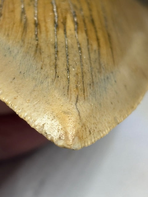 Megalodon Zahn XXL ca. 13cm, in bester Qualität & völlig naturbelassen, Otudus Megalodon, Carcharocles Megalodon, Carcharodon
