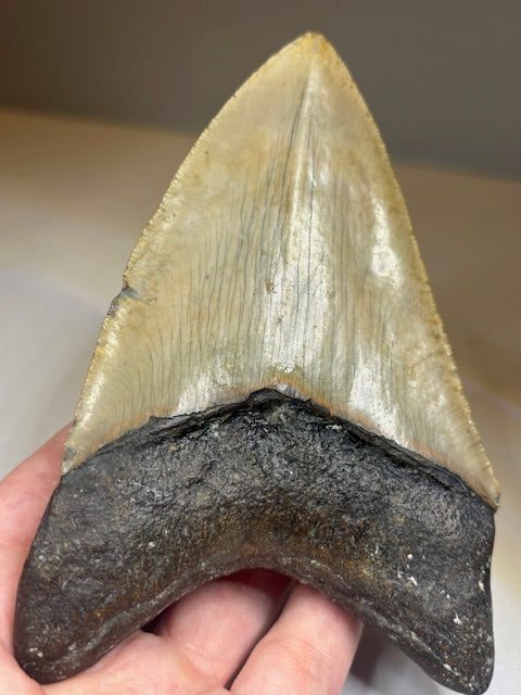 Megalodon Zahn XXL ca. 13cm, in bester Qualität & völlig naturbelassen, Otudus Megalodon, Carcharocles Megalodon, Carcharodon