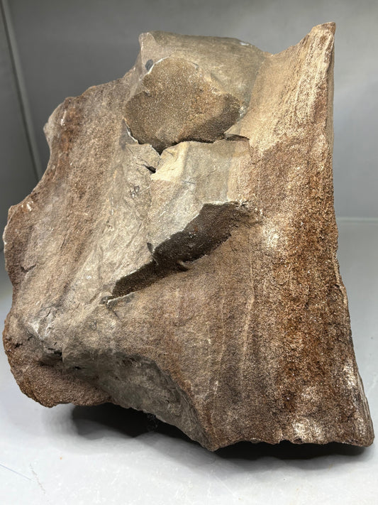 Versteinertes Holz XL verkieselt (Bergkristallspitzen) beste Qualität, Feenholz fossiler Baumstamm Deutschland