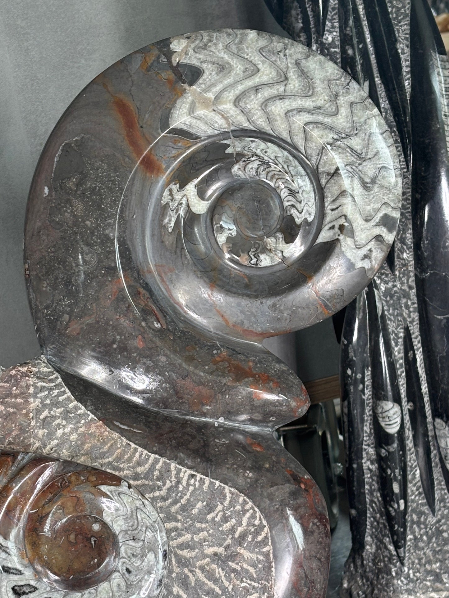 Ammoniten Goniatiten Skulptur XXL (ca. 20Kg) in bester Qualität, Fossilien Statue Rarität zum Großhandelspreis, Orthoceras Ammonitenwand