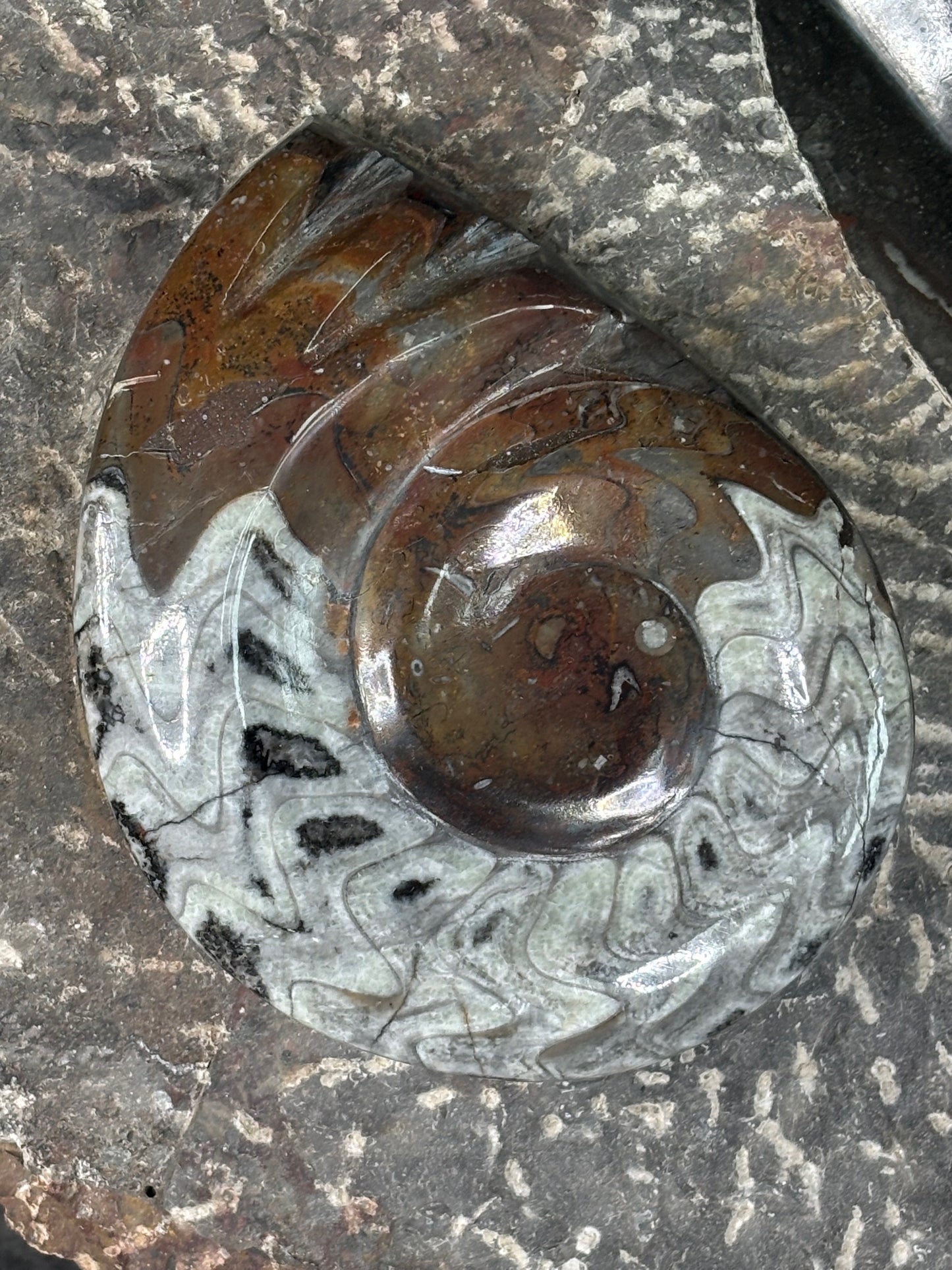 Ammoniten Goniatiten Skulptur XXL (ca. 20Kg) in bester Qualität, Fossilien Statue Rarität zum Großhandelspreis, Orthoceras Ammonitenwand