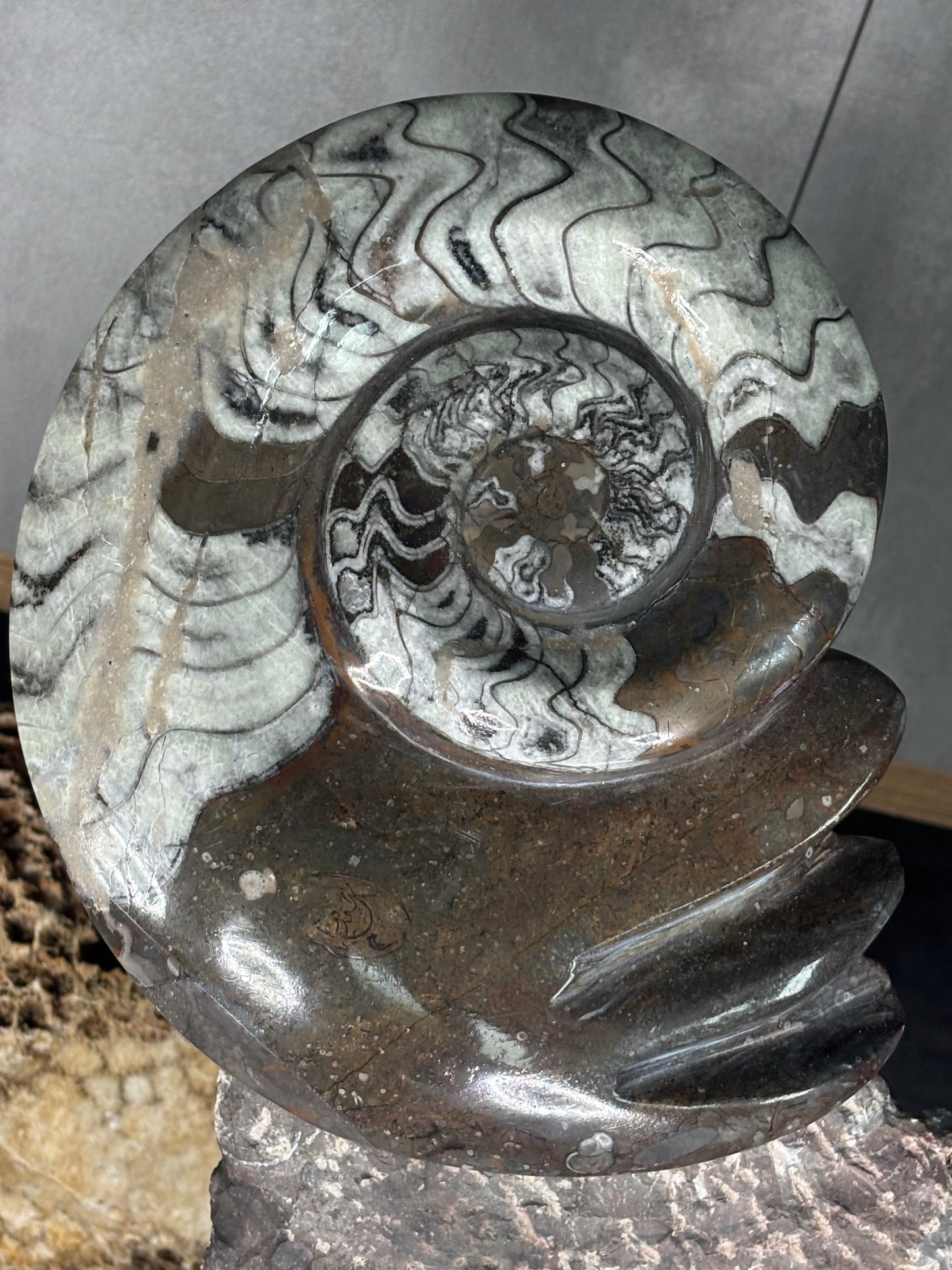 Ammoniten Goniatiten Skulptur XXL (ca. 20Kg) in bester Qualität, Fossilien Statue Rarität zum Großhandelspreis, Orthoceras Ammonitenwand