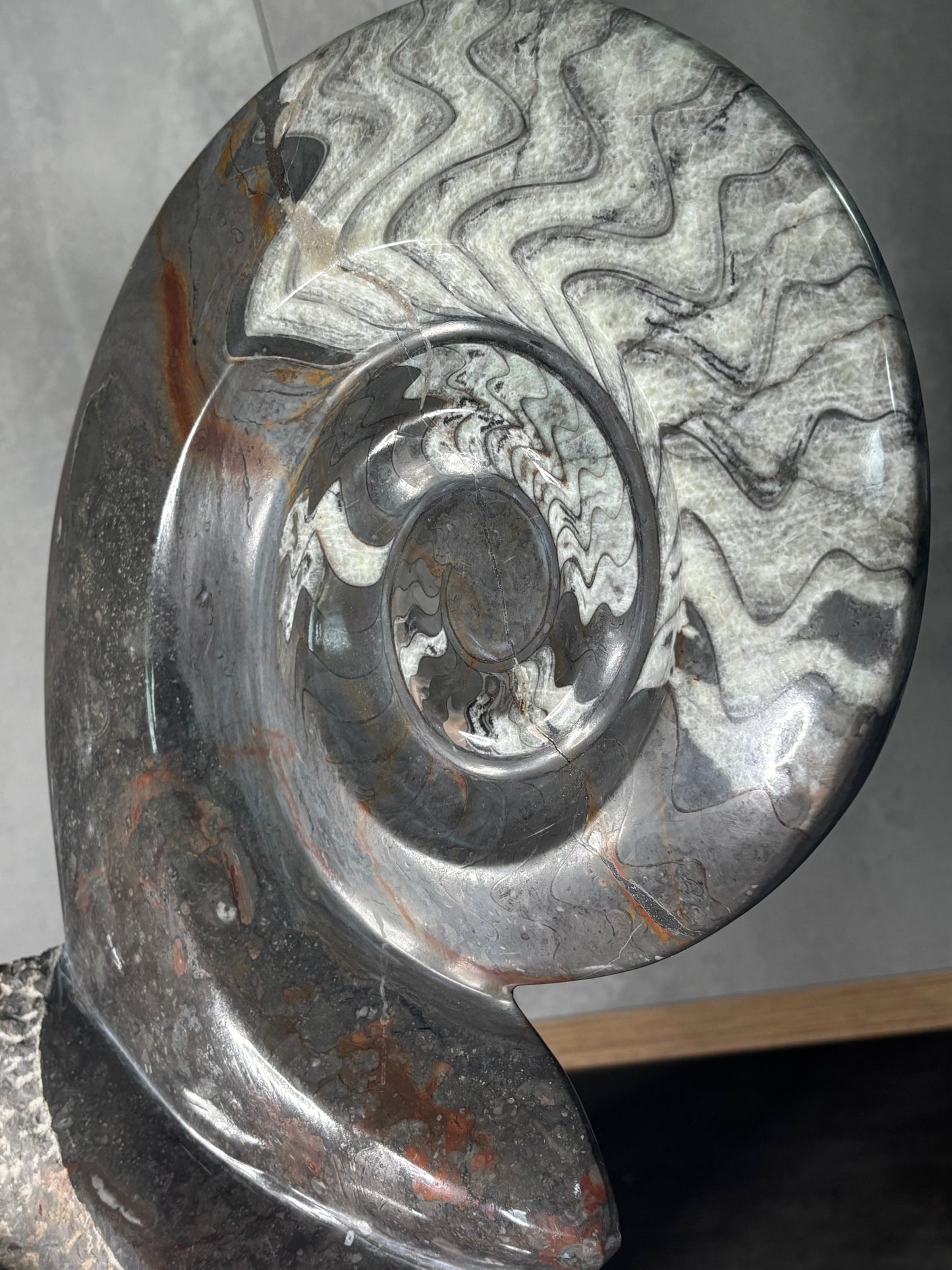 Ammoniten Goniatiten Skulptur XXL (ca. 20Kg) in bester Qualität, Fossilien Statue Rarität zum Großhandelspreis, Orthoceras Ammonitenwand