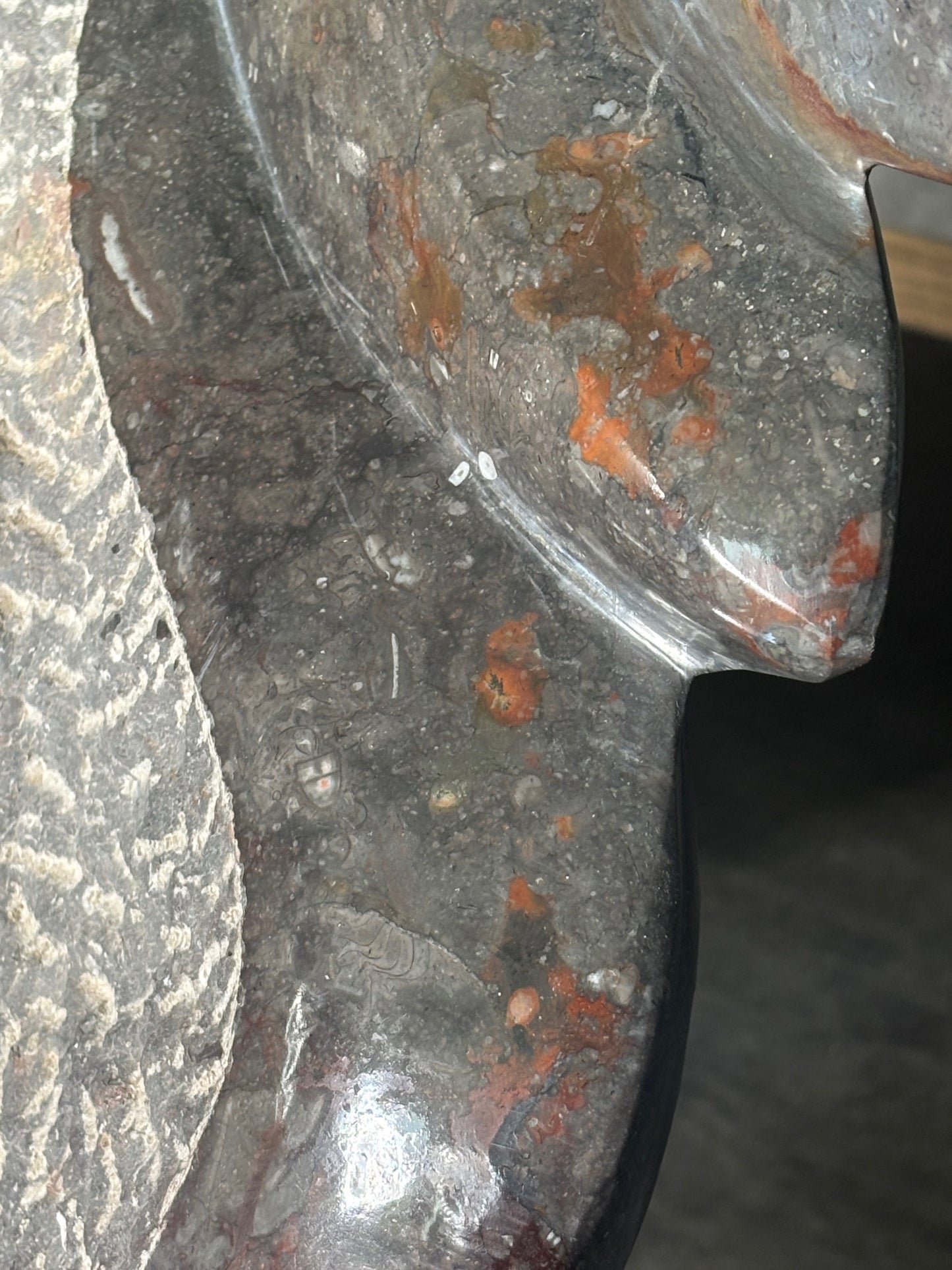 Ammoniten Goniatiten Skulptur XXL (ca. 20Kg) in bester Qualität, Fossilien Statue Rarität zum Großhandelspreis, Orthoceras Ammonitenwand