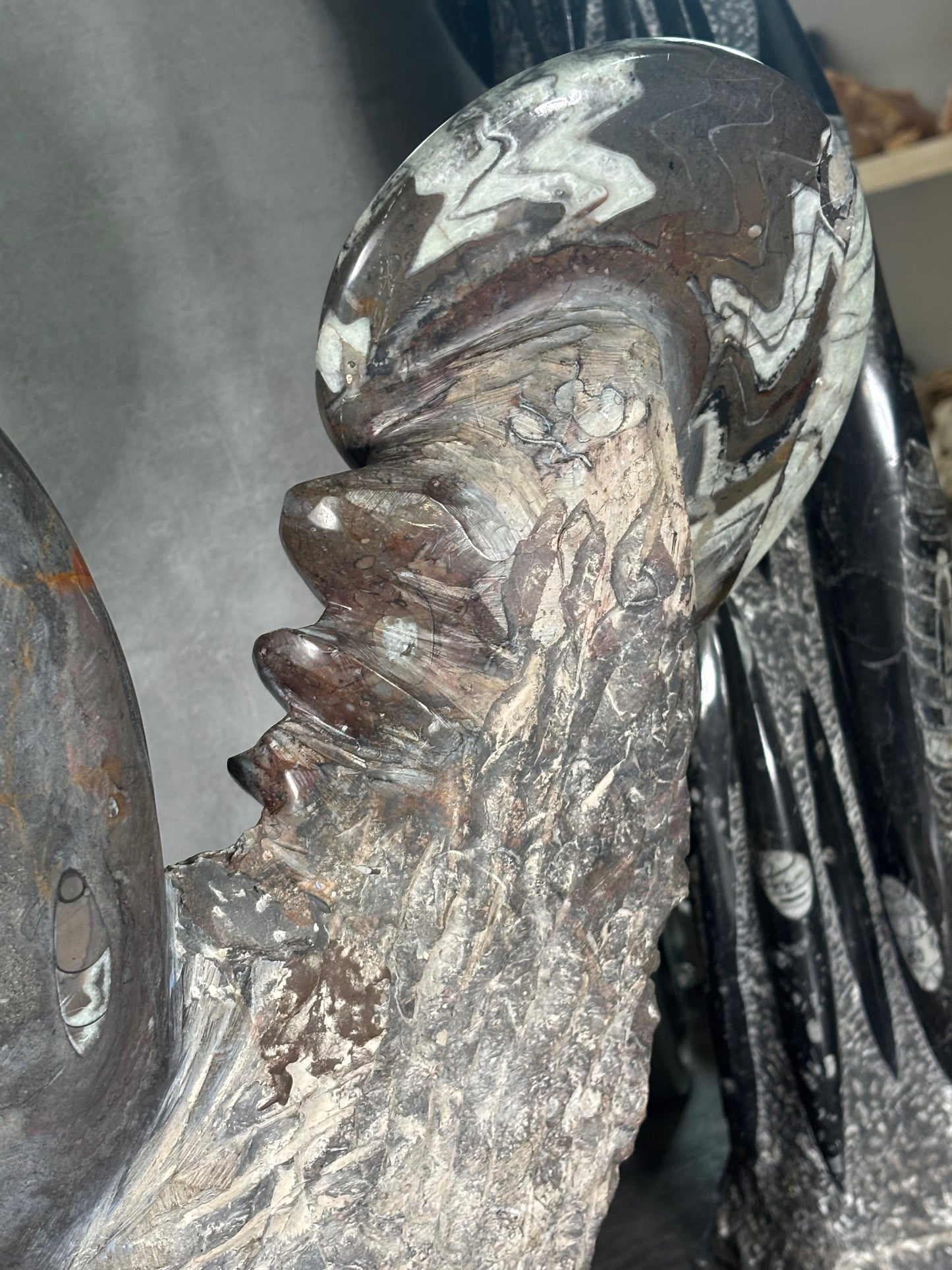 Ammoniten Goniatiten Skulptur XXL (ca. 20Kg) in bester Qualität, Fossilien Statue Rarität zum Großhandelspreis, Orthoceras Ammonitenwand