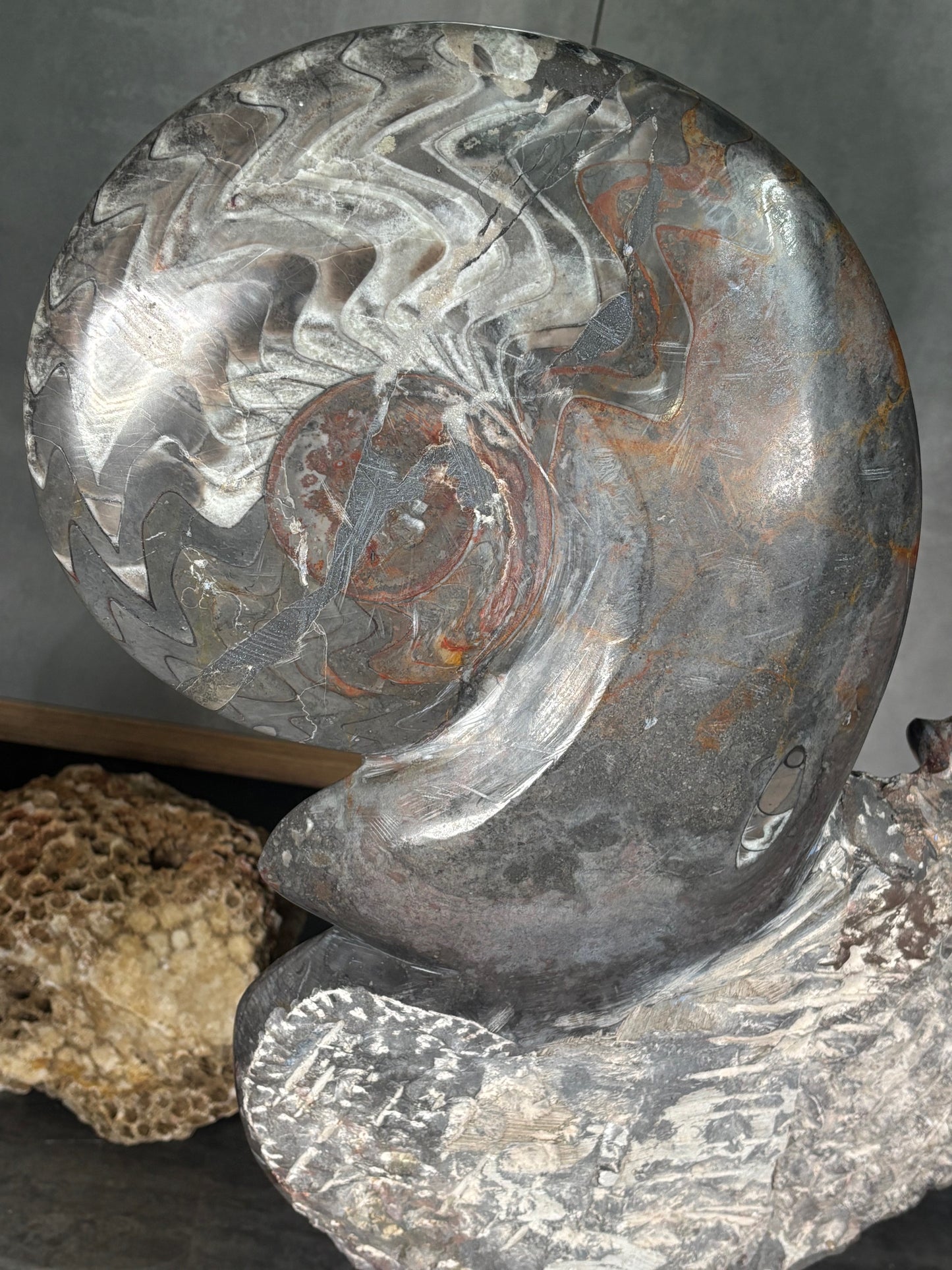 Ammoniten Goniatiten Skulptur XXL (ca. 20Kg) in bester Qualität, Fossilien Statue Rarität zum Großhandelspreis, Orthoceras Ammonitenwand