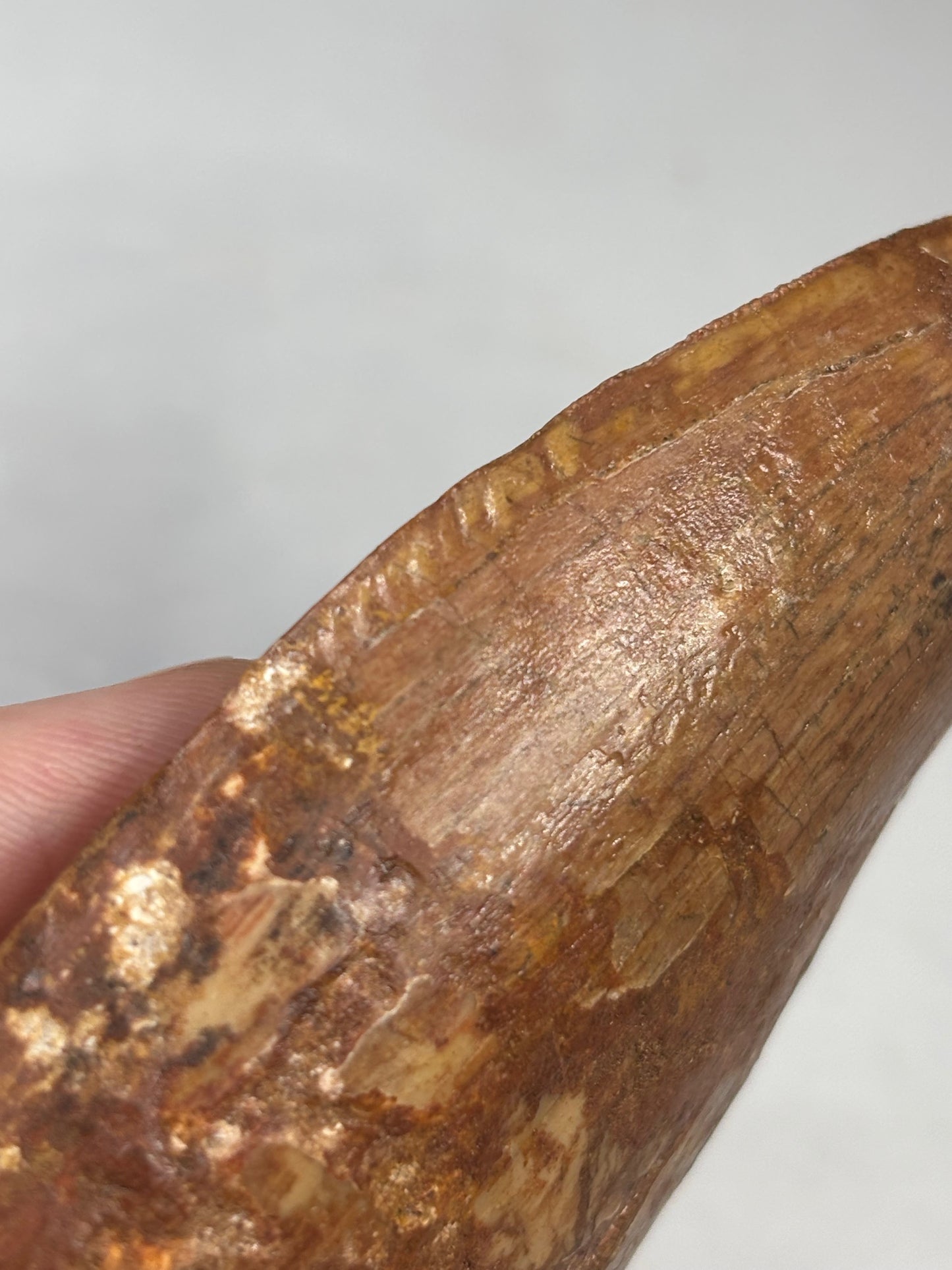 Carcharodontosaurus Zahn XXL, in bester Qualität alle über 12cm Länge, afrikanischer T-Rex