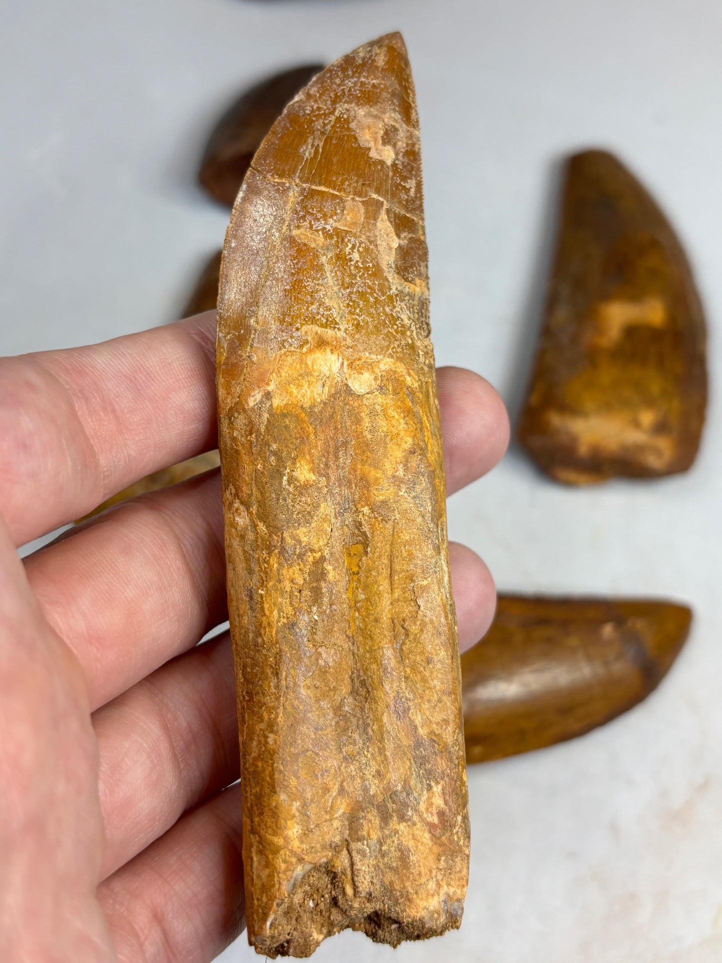 Carcharodontosaurus Zahn, gute Qualität afrikanischer T-Rex